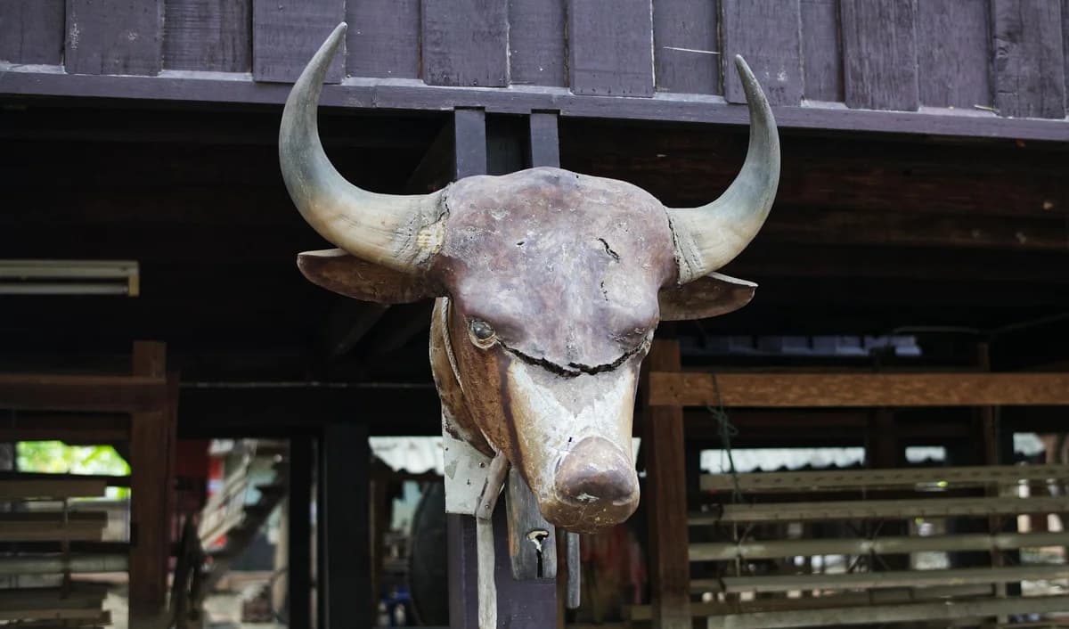 Close-up of a rustic bull head wall decor at an outdoor location in Chiang Mai, Thailand.