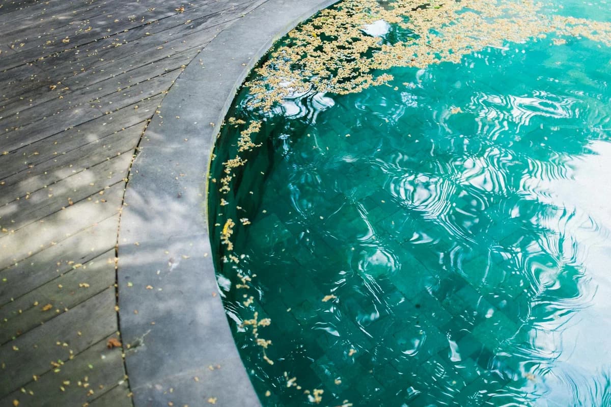From above of tiny yellow seeds on vibrant turquoise surface of water in swimming pool in daylight