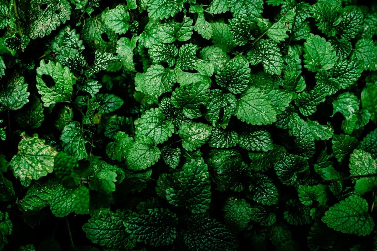 Detailed shot of hands holding wet mint leaves, highlighting freshness and texture.