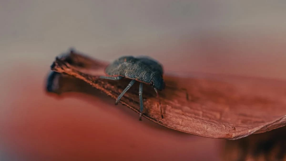 Detailed close-up photo of an insect resting on a dry leaf, showcasing earthy autumn tones.