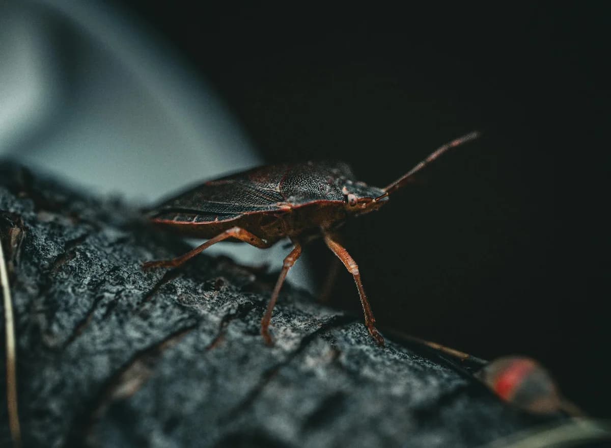 Detailed macro photograph highlighting a brown shield bug perched on tree bark.