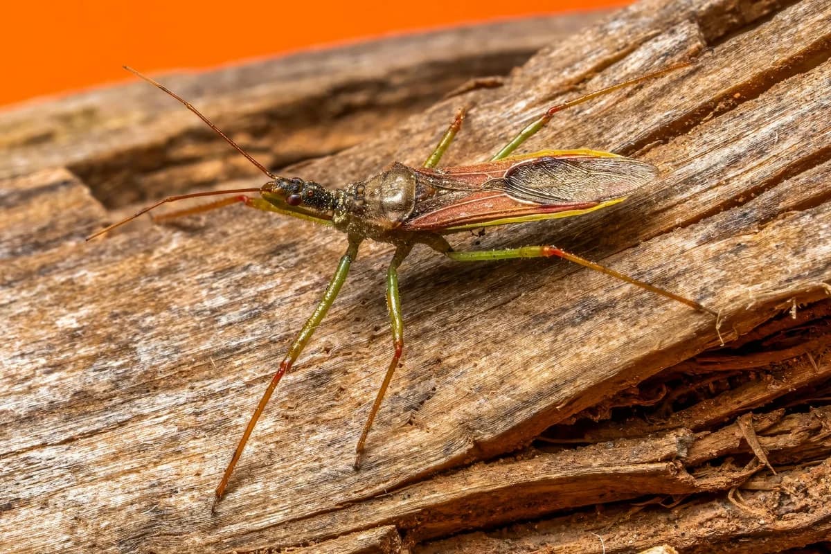 Detailed macro image of a stink bug on wood, showcasing vivid colors and textures.