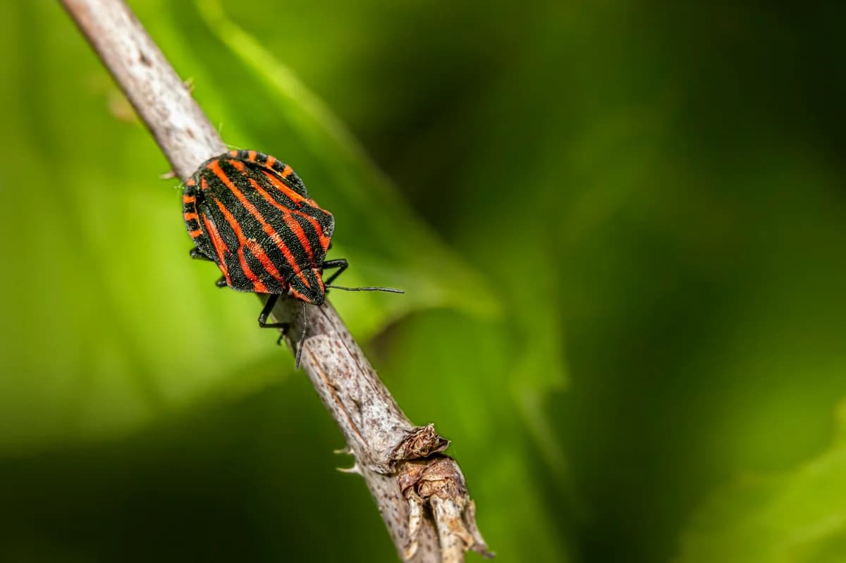 Macro photo of a striped shield bug perched on a branch with a green blurred background.