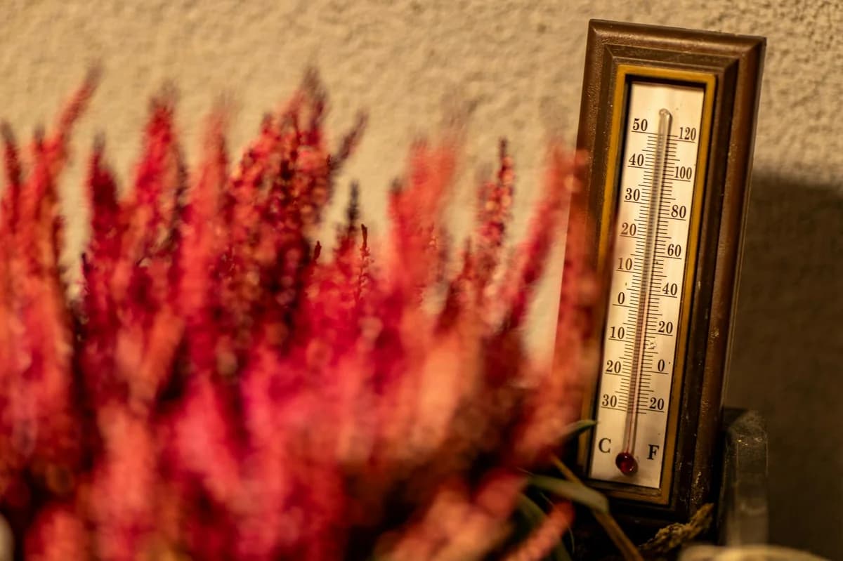 A vintage thermometer beside vibrant red flowers in warm lighting.