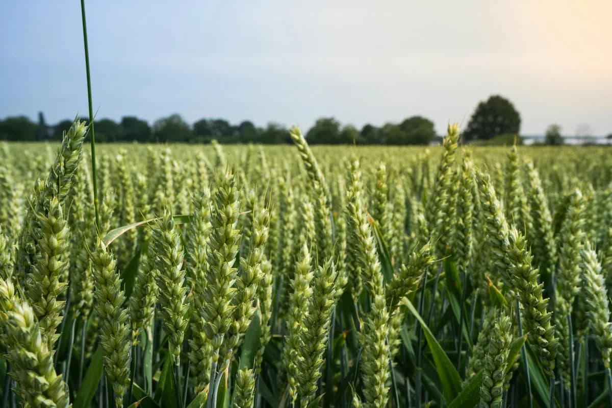 Close-up of hands holding wheat ears in a sunlit field, depicting harvest and agriculture.