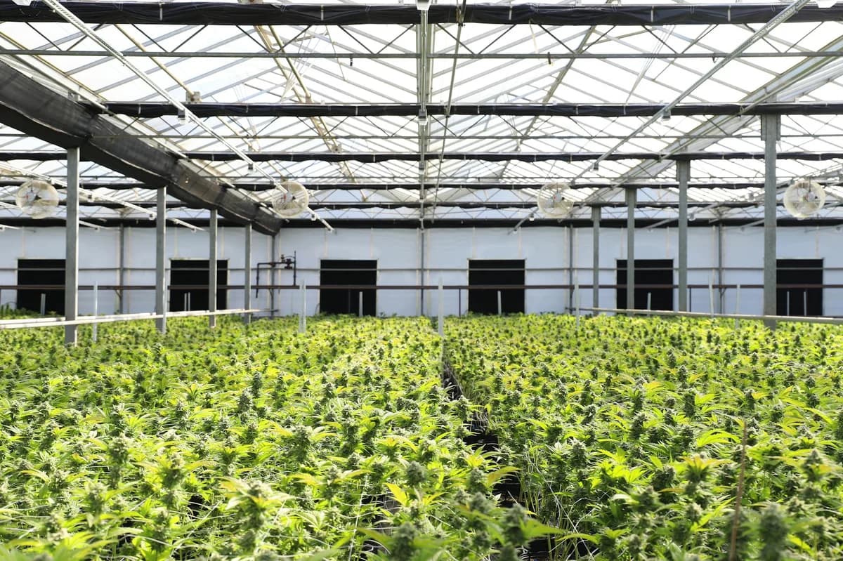 A vibrant indoor greenhouse with abundant cannabis plants thriving under natural light.